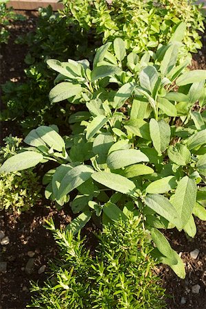 Sage and rosemary in a herb bed Stock Photo - Premium Royalty-Free, Code: 659-01857843