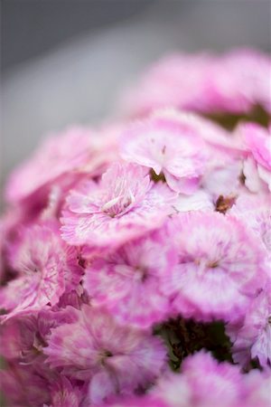 Pink Sweet Williams (detail) Stock Photo - Premium Royalty-Free, Code: 659-01858027
