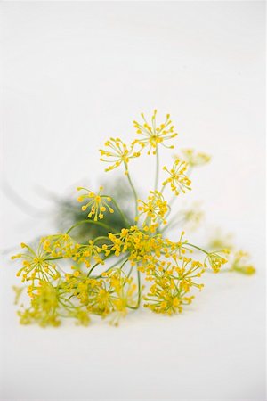 dill - Dill flowers Foto de stock - Sin royalties Premium, Código: 659-01858029