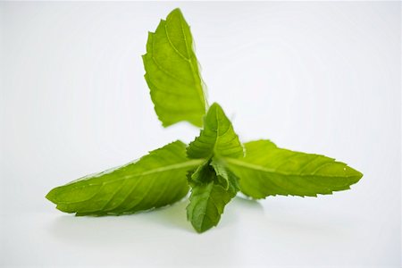 simsearch:659-06156006,k - Un brin de menthe Photographie de stock - Premium Libres de Droits, Code: 659-01858047