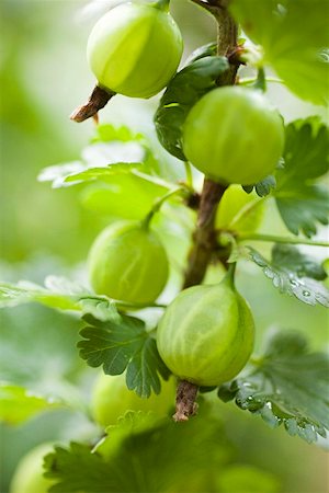Green gooseberries on the bush Foto de stock - Sin royalties Premium, Código: 659-01858242