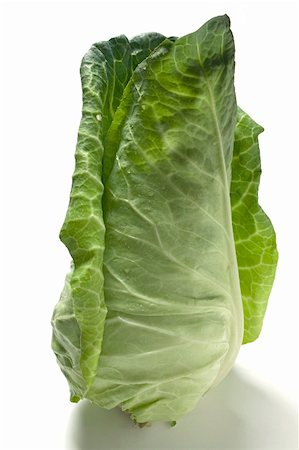 simsearch:659-01843703,k - A pointed cabbage Stock Photo - Premium Royalty-Free, Code: 659-01858521