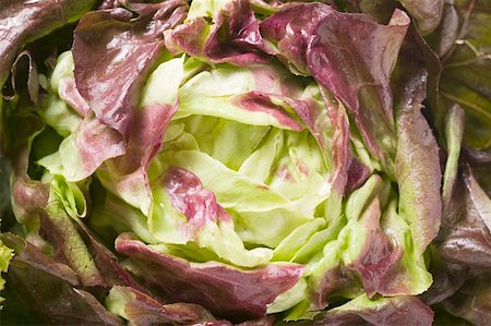 simsearch:659-03532848,k - Laitue Bourgogne Photographie de stock - Premium Libres de Droits, Code: 659-01858557