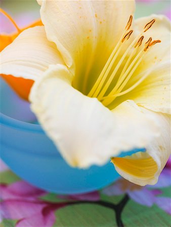 rododendro - Azalea flower in blue bowl Foto de stock - Sin royalties Premium, Código: 659-01858675