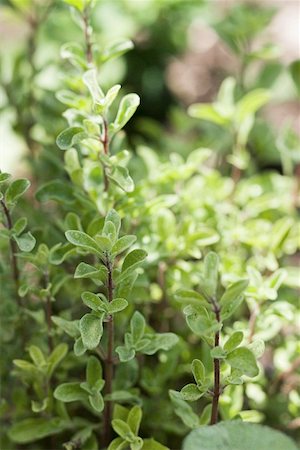 Fresh marjoram in the open air (detail) Foto de stock - Sin royalties Premium, Código: 659-01858856