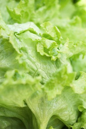 Iceberg lettuce (detail) Stock Photo - Premium Royalty-Free, Code: 659-01858851