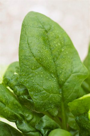 Spinach leaves with drops of water (detail) Stock Photo - Premium Royalty-Free, Code: 659-01858866