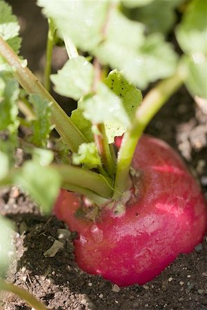 simsearch:659-06155185,k - Radish in soil Foto de stock - Sin royalties Premium, Código: 659-01858867