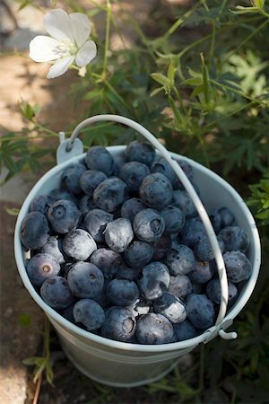 simsearch:659-01859030,k - Fresh blueberries in bucket (outdoors) Foto de stock - Sin royalties Premium, Código: 659-01859044