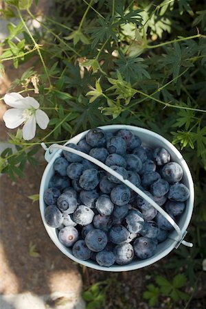simsearch:659-01859030,k - Fresh blueberries in bucket (outdoors) Foto de stock - Sin royalties Premium, Código: 659-01859043