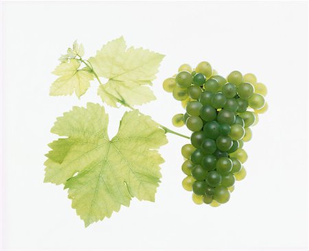 Sauvignon blanc grapes Stock Photo - Premium Royalty-Free, Code: 659-01850016