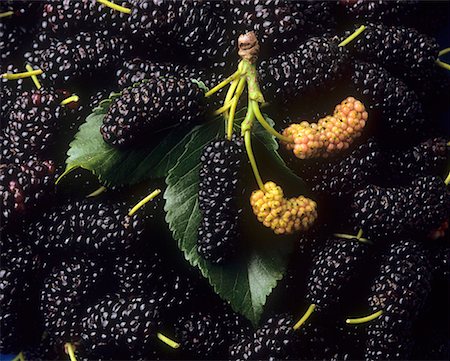 Mulberries (full-frame) Stock Photo - Premium Royalty-Free, Code: 659-01850161