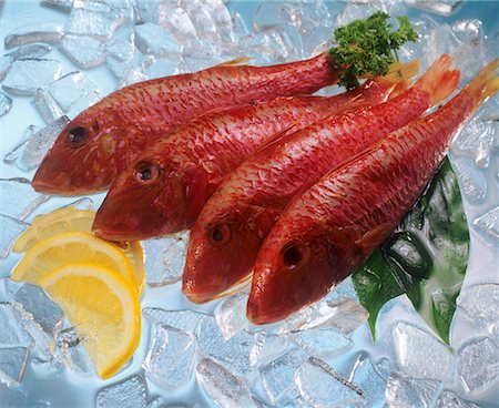 fish ice - Red mullet on ice Stock Photo - Premium Royalty-Free, Code: 659-01850175