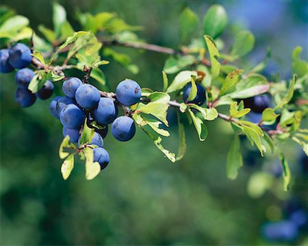 simsearch:659-01858102,k - Damsons on the tree Stock Photo - Premium Royalty-Free, Code: 659-01850384