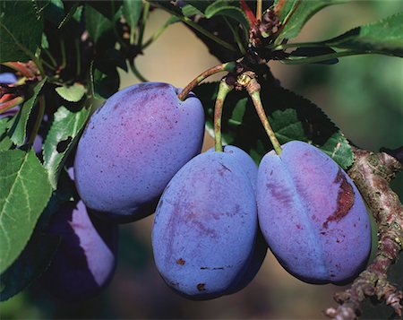 simsearch:659-03535822,k - Plums hanging on the tree (variety: Stanley) Foto de stock - Sin royalties Premium, Código: 659-01850381