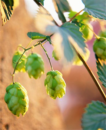 Hops on the bine (Humulus lupulus) Stock Photo - Premium Royalty-Free, Code: 659-01850510