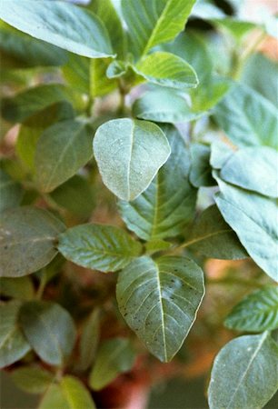 quinoa plant leaves