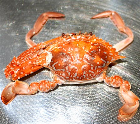 saltwater crustacean - A crab (cooked) Stock Photo - Premium Royalty-Free, Code: 659-01851237