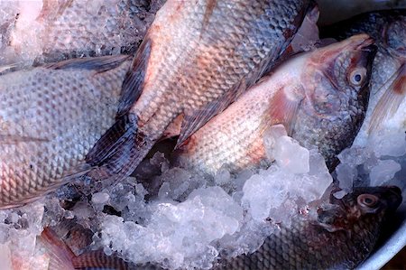 fish ice - Red snapper on ice Stock Photo - Premium Royalty-Free, Code: 659-01851429