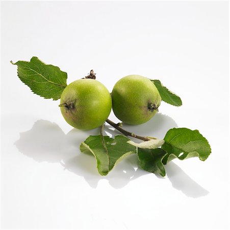 Two green apples on small branch Stock Photo - Premium Royalty-Free, Code: 659-01851519