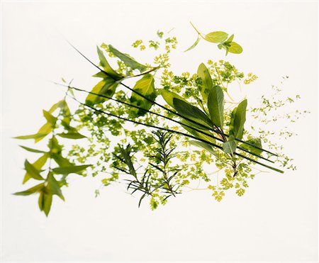 simsearch:659-03522999,k - Herbes assortis Photographie de stock - Premium Libres de Droits, Code: 659-01851762
