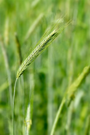 secale cerealein - Ears of rye in the field Stock Photo - Premium Royalty-Free, Code: 659-01851818