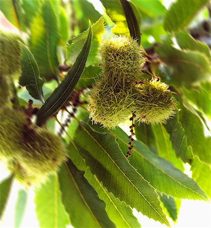 simsearch:659-01861934,k - Sweet chestnuts on the tree Foto de stock - Sin royalties Premium, Código: 659-01851910