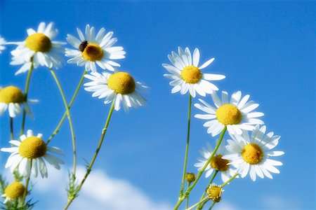 Fleurs de camomille sur fond de ciel bleu Photographie de stock - Premium Libres de Droits, Code: 659-01852126