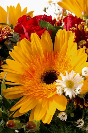 dimorphotheca - Bouquet de fleurs, gros plan Photographie de stock - Premium Libres de Droits, Code: 659-01852240