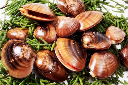 seafood still life - Clams on seaweed Stock Photo - Premium Royalty-Free, Code: 659-01852271