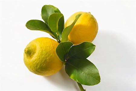 Two lemons on branch Stock Photo - Premium Royalty-Free, Code: 659-01852302
