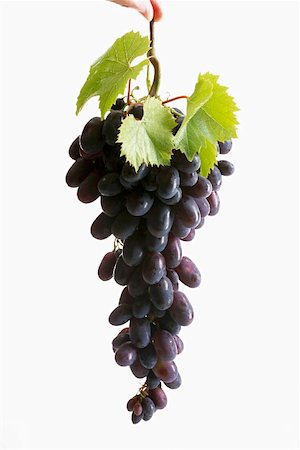 A whole bunch of black grapes with leaves Stock Photo - Premium Royalty-Free, Code: 659-01852330