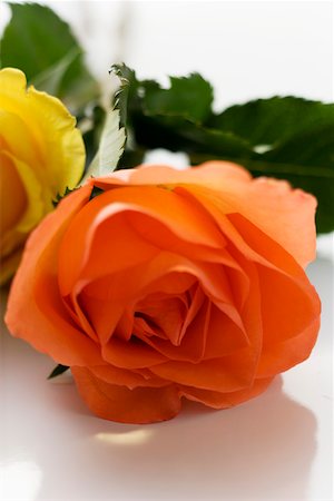edible flower - Orange rose Stock Photo - Premium Royalty-Free, Code: 659-01852586