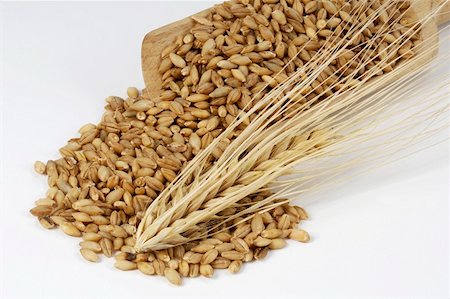 Malting barley Foto de stock - Sin royalties Premium, Código: 659-01852714
