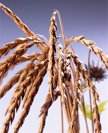 simsearch:659-06155440,k - Ears of spelt wheat with blue background Stock Photo - Premium Royalty-Free, Code: 659-01852877