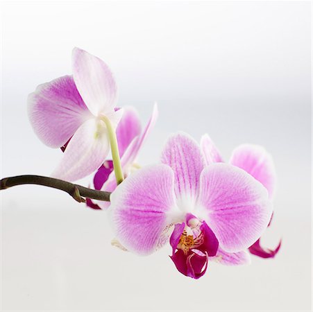 edible - Pink orchids Foto de stock - Sin royalties Premium, Código: 659-01853071