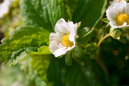 edible flower - Deux fleurs de fraises sur la plante Photographie de stock - Premium Libres de Droits, Code: 659-01853153