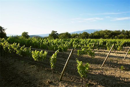 southern french - Vines in Provence Stock Photo - Premium Royalty-Free, Code: 659-01853316