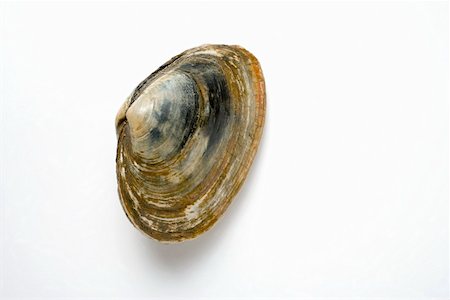 A clam Stock Photo - Premium Royalty-Free, Code: 659-01853382