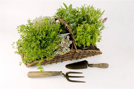 An assortment of herbs in a basket Stock Photo - Premium Royalty-Free, Code: 659-01853710