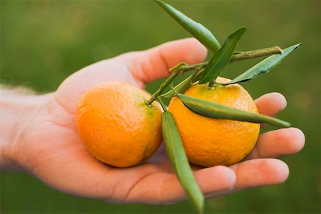 simsearch:659-01864171,k - Hand holding two clementines with leaves Foto de stock - Sin royalties Premium, Código: 659-01864139