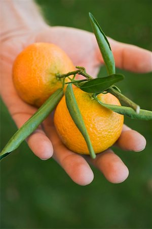 simsearch:659-01864171,k - Hand holding two clementines with leaves Foto de stock - Sin royalties Premium, Código: 659-01864140