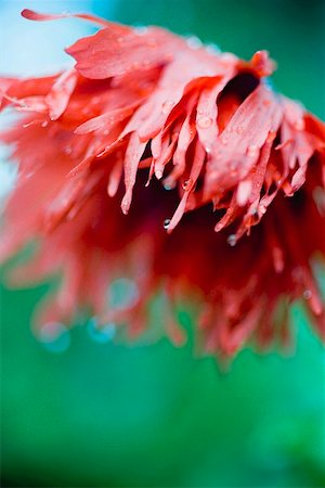 simsearch:659-01860990,k - Red oriental poppy with dewdrops (Papaver orientale) Stock Photo - Premium Royalty-Free, Code: 659-01864257
