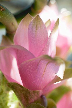 Curcuma avec fleurs Photographie de stock - Premium Libres de Droits, Code: 659-01864260