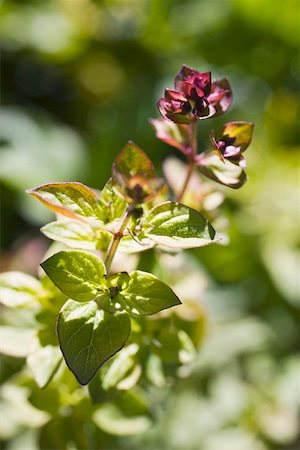 Wild marjoram in the open air Foto de stock - Sin royalties Premium, Código: 659-01864262