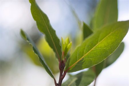 Fresh bay leaves on branch Stock Photo - Premium Royalty-Free, Code: 659-01865574