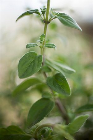 A sprig of oregano Foto de stock - Sin royalties Premium, Código: 659-01865578