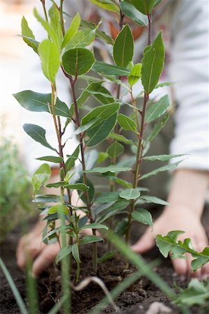 Child planting bay plant in garden Stock Photo - Premium Royalty-Free, Code: 659-01865599