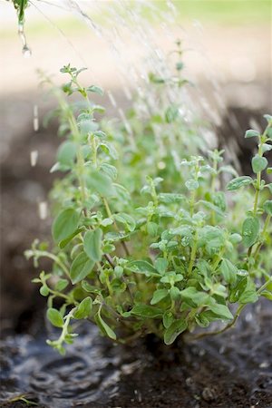 Watering herbs Foto de stock - Sin royalties Premium, Código: 659-01865592