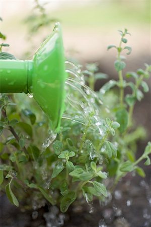 Watering herbs Stock Photo - Premium Royalty-Free, Code: 659-01865593